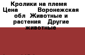 Кролики на племя › Цена ­ 250 - Воронежская обл. Животные и растения » Другие животные   